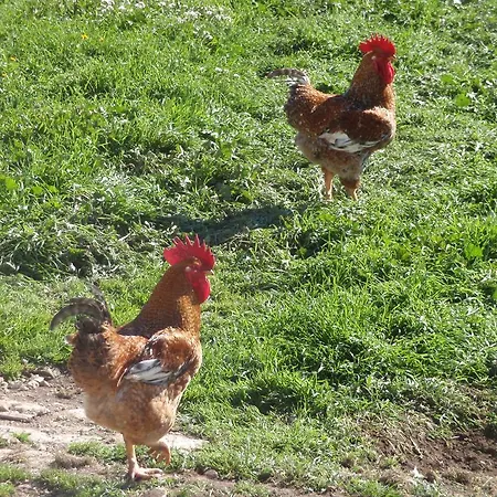 Antico Carrubo Farm stay *